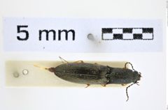 Foto (Dorsalansicht) von Corymbitodes concolor (Lewis, 1894) (NHMW-ZOO-COL-0008320)